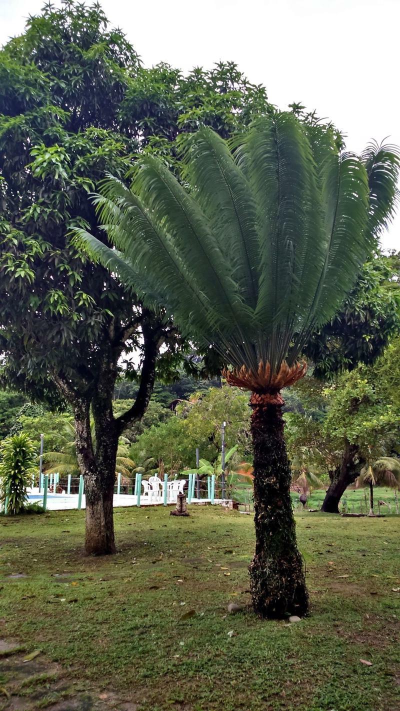 Pousada Sitio Paraiso Itacaré Extérieur photo